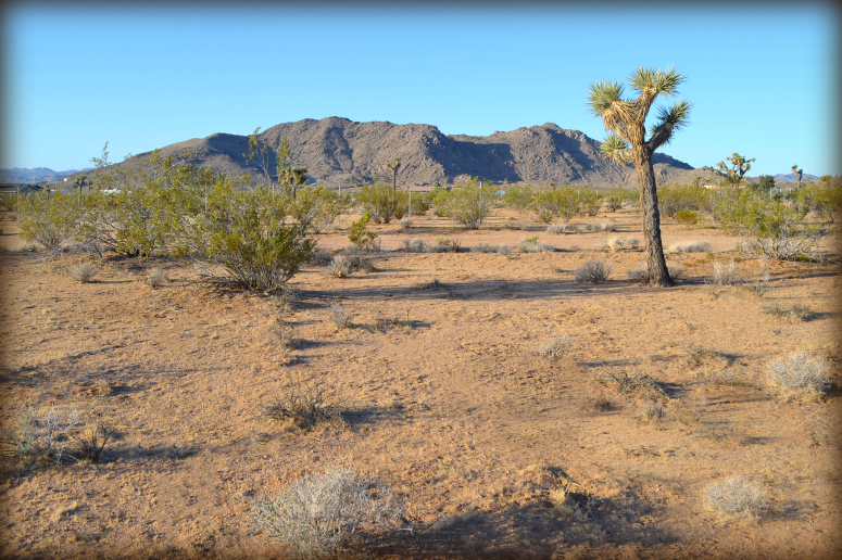 Joshua Tree Land For Sale